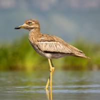 Water Thick-knee